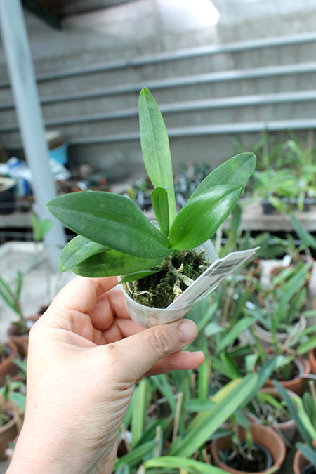 Renanthopsis Chienlung Little Cricket.jpg