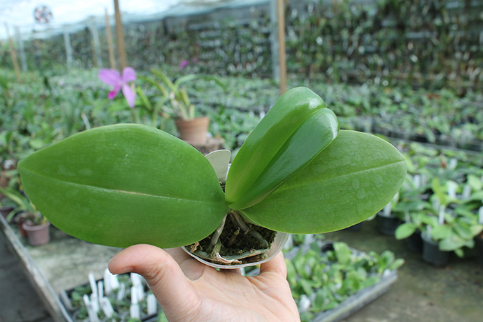 Phalaenopsis Sogo Shito x AL Redsun Queen 'Green Apple'.jpg