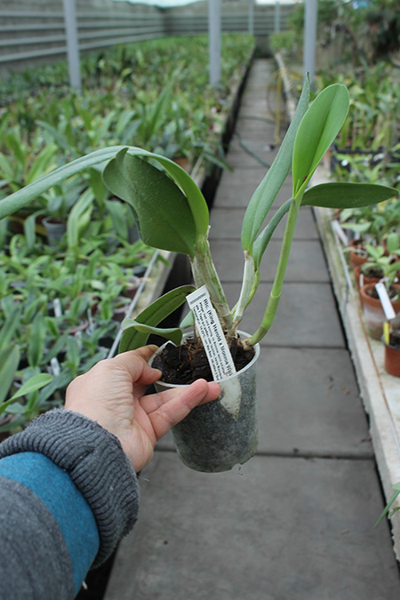 Rhyncholaeliocattleya (King Harold x Monroe Walk).jpg