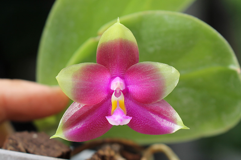 Phalaenopsis Yaphon Red Jewel x Ld's Bear Queen.jpg