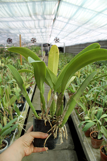 Cattleya trianae 'Junio' (12-8) x Cattleya trianae 'Sangre de Toro II' (25-8).jpg