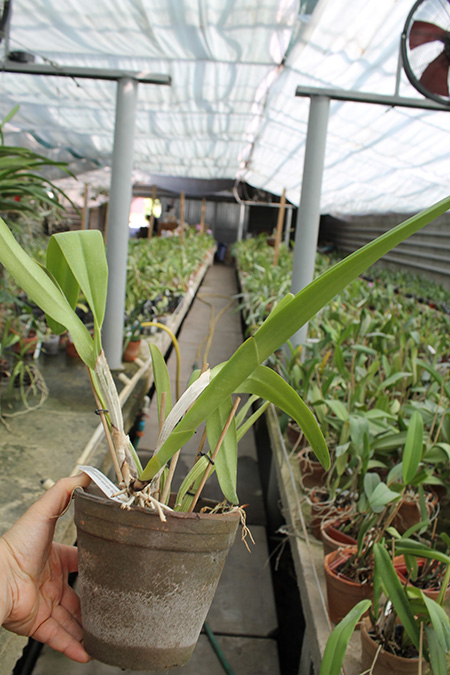 Cattleya quadricolor semi alba x Cattleya quadricolor semi alba 'Pompeu'.jpg