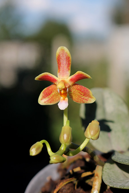 Phalaenopsis celebensis x mannii.jpg