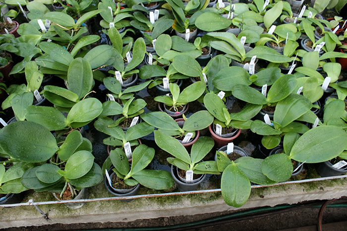 Полив фаленопсисов