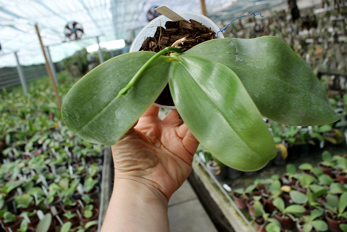 Phalaenopsis Samera 'Blue'.jpg