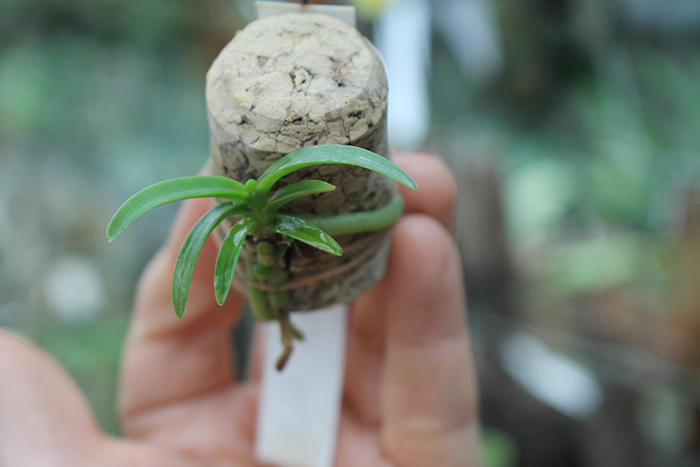 Rangaeris amaniensis.jpg