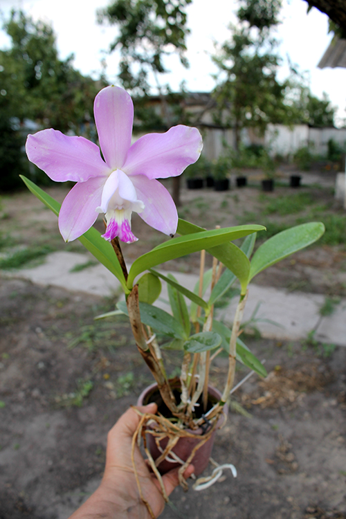 Laeliocattleya Fonte da Saudade.jpg