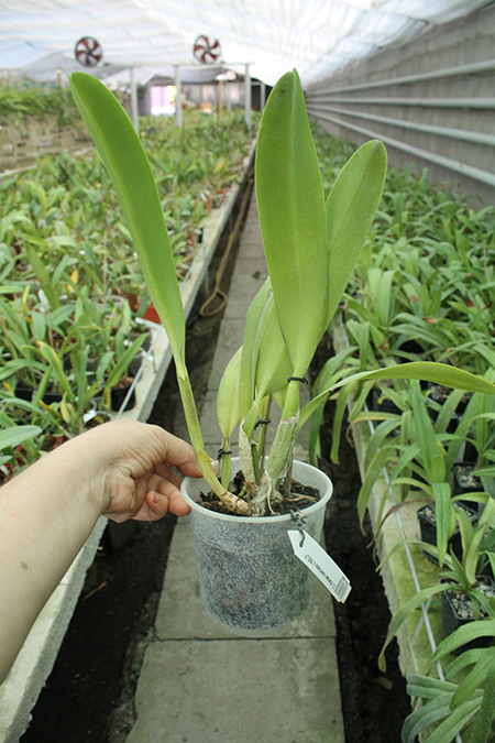 Cattleya trianae coerulea x SELF.jpg