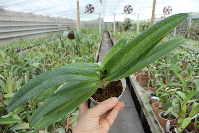 Paphiopedilum Dollgoldi (armeniacum x rothschildianum).jpg