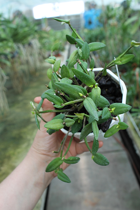 Dendrobium hymenanthum.jpg