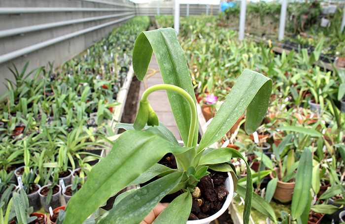 Paphiopedilum primulinum alba.jpg