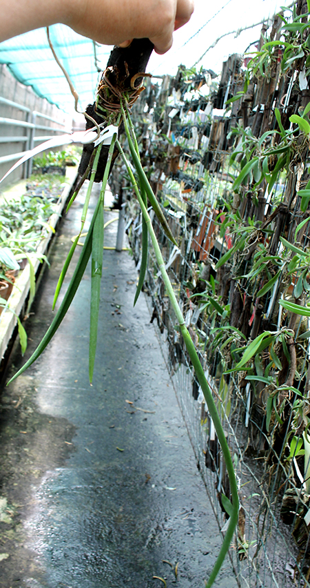 Cattleya guttata coerulea oliva sem pintas 'Monte Verde' x Brassavola tuberculata.jpg
