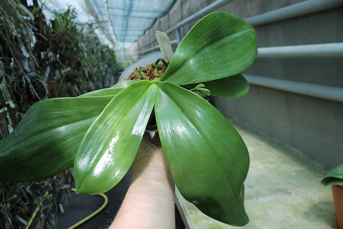 Phalaenopsis Chienlung Giant Leopard.jpg