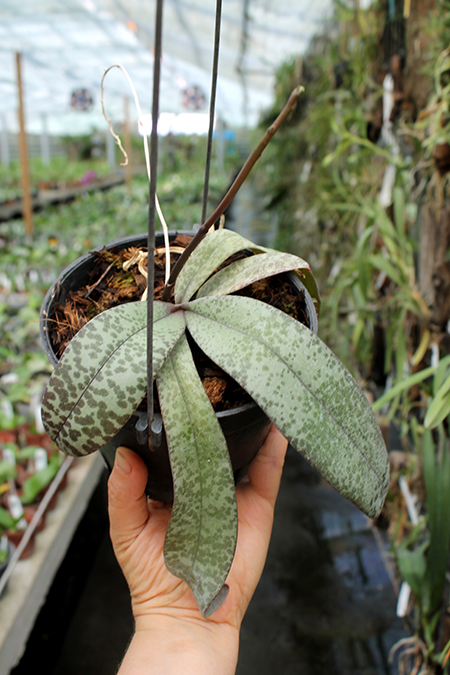 Phalaenopsis celebensis.jpg