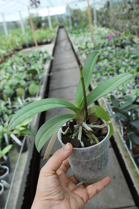 Doritis pulcherrima aquinii.jpg