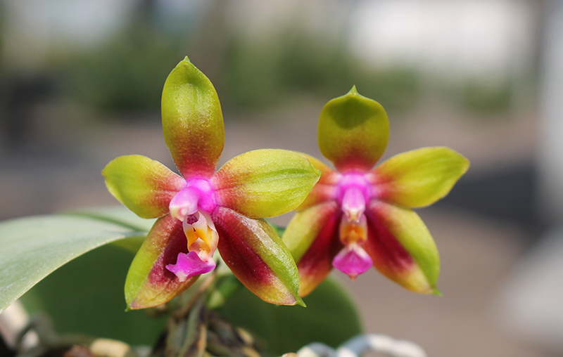 Phalaenopsis KS Happy Eagle.jpg