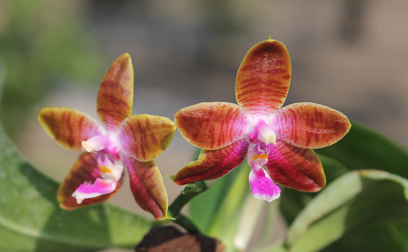 Phalaenopsis KS Happy Eagle x mariae.jpg
