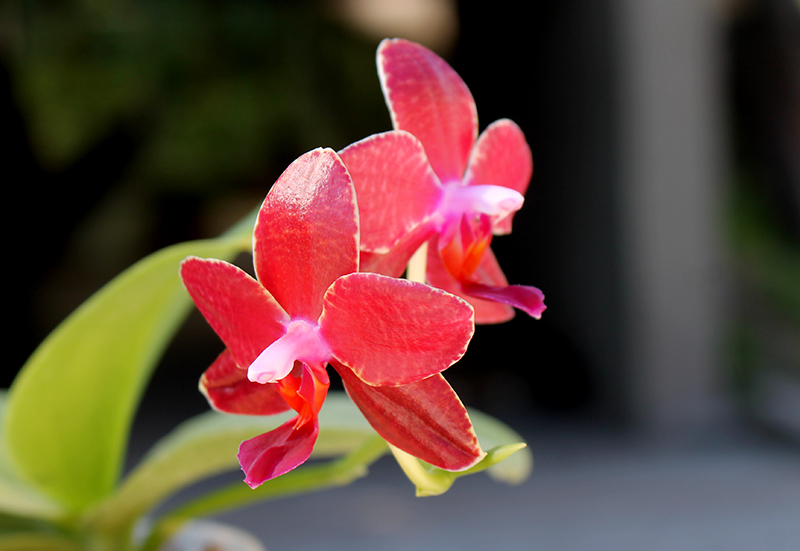 Phalaenopsis Yuda Red Blood x Chingruey's Fancy.jpg