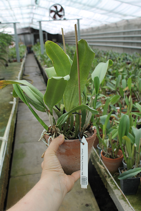 Brassolaeliocattleya Memoria Tiang 'Pipob'.jpg