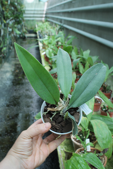 Psychopsis Mariposa Three Lip.jpg