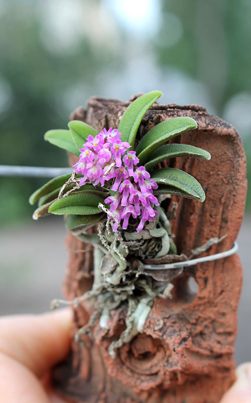 Schoenorchis seidenfadenii.jpg