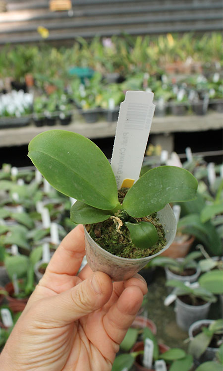 Phalaenopsis Chienlung Snake.jpg