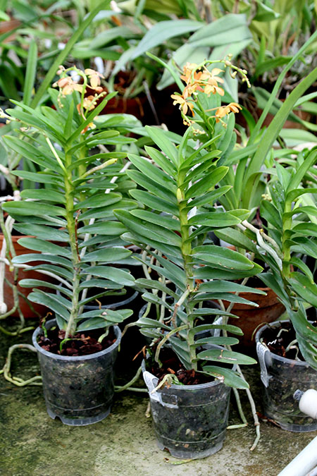 christensonia vietnamica x renanthera philippinensis.JPG