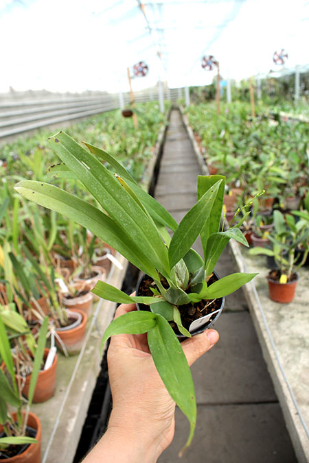 Oncidium Twinkle 'Red Fantasy'.jpg