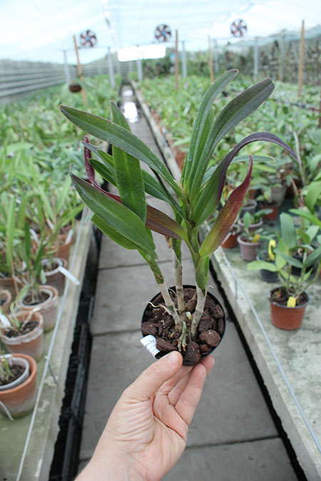 Broughtonia sanguinea x Epidendrum radicans.jpg