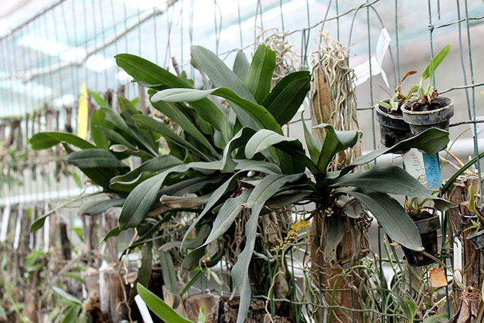 Pomatocalpa spicata.jpg