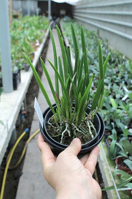 Brassavola nodosa.jpg