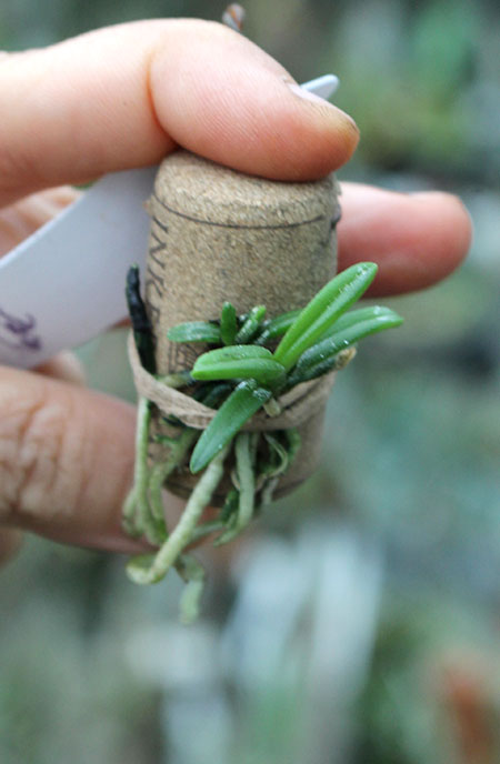 Stereochilus dalatensis.jpg