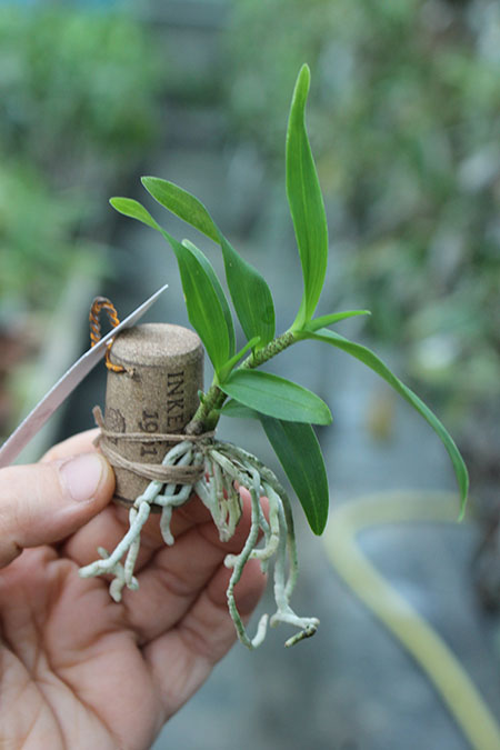 Oerstedella pseudoschumanniana.jpg