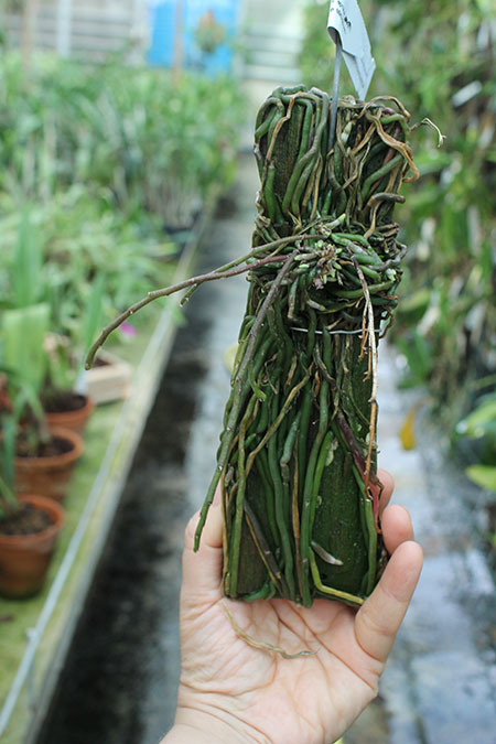 Chiloschista parishii.jpg