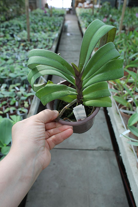 Renanthopsis Chienlung Sweet Girl.jpg