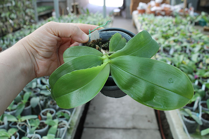Phalaenopsis violacea indigo.jpg