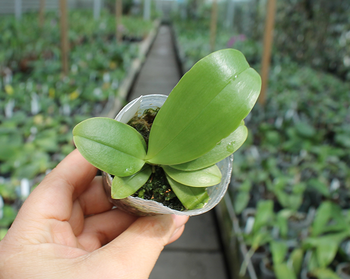 Phalaenopsis Yungho Gelblitz x violacea indigo.jpg