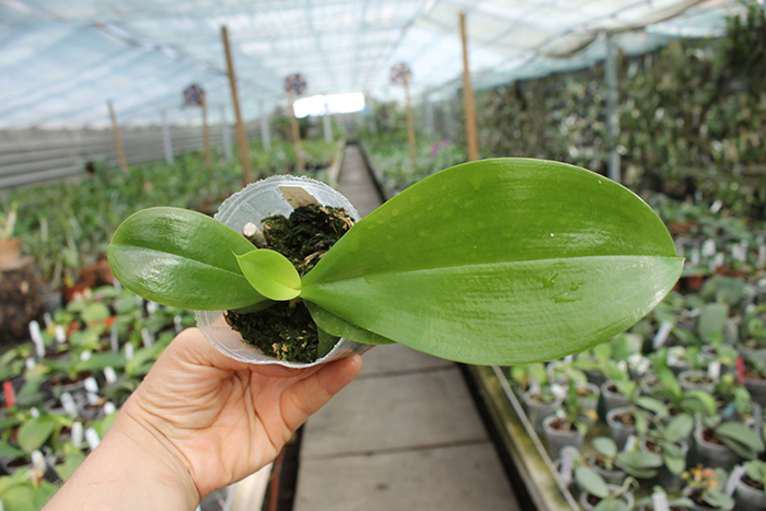 (Phalaenopsis tetraspis x speciosa) x violacea indigo.jpg