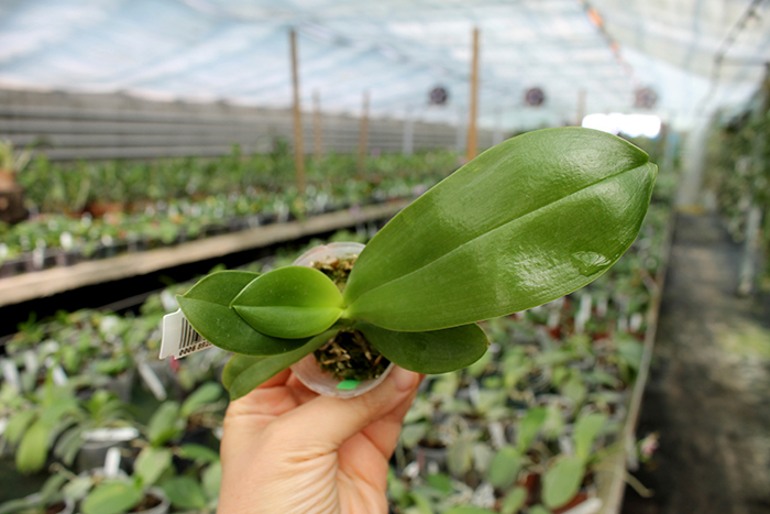 Phalaenopsis Corning's Violet indigo type.jpg