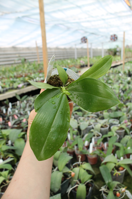 Phalaenopsis Germaine Vincent indigo type x tetraspis.jpg