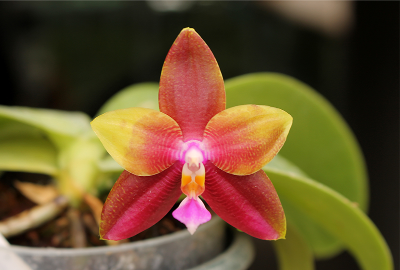 Phalaenopsis Mituo Sun Queen x Samera.jpg