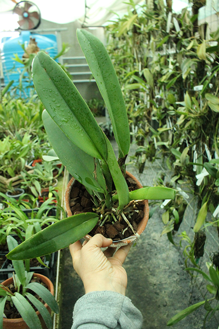 Cattleya Vestalis (maxima x dowiana).jpg