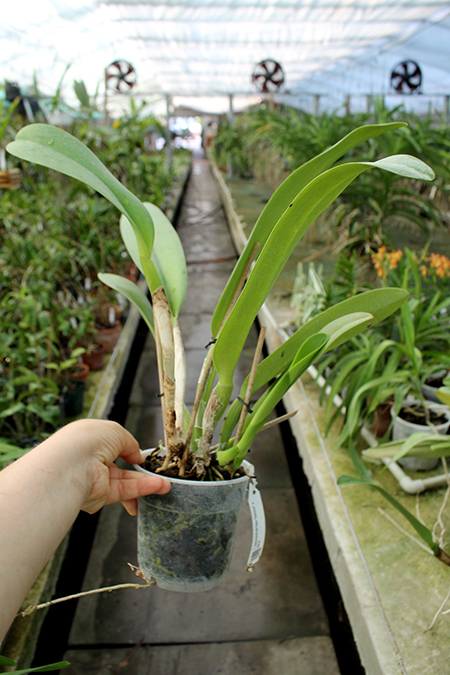 Cattleya warscewiczii tipo 'Hector' x SELF.jpg