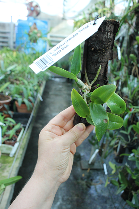 Cattleya nobilior coerulea 'Pledge' x 'Buna Blue'.jpg