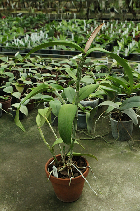 Cattleya maxima coerulea 'Hector' x amethystoglossa.jpg