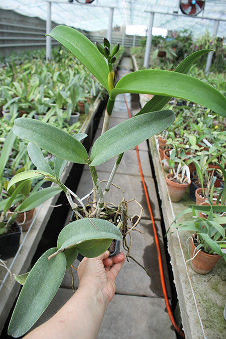 Cattlianthe Sagarik Wax 'Dark Africa' (Cattleya Summerland Girl x Cattlianthe Chocolate Drop).jpg