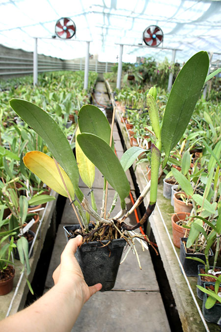 Cattleya walkeriana var alba x Brassocattleya Mount Hood 'Mary'.jpg