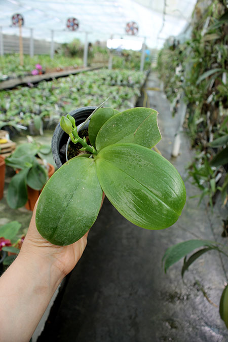 Phalaenopsis Ld's Bear King 'YK-7' x Ld's Bear Queen ' Mituo #3'.jpg