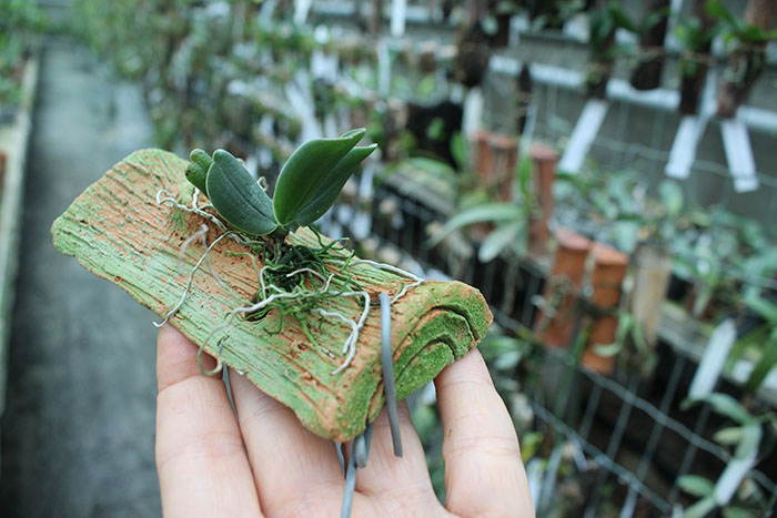 Aerangis fastuosa.jpg