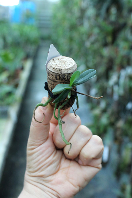 Mystacidium capense.jpg